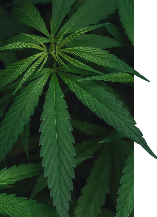 Bezpłatne szkolenie-konopie w POZ